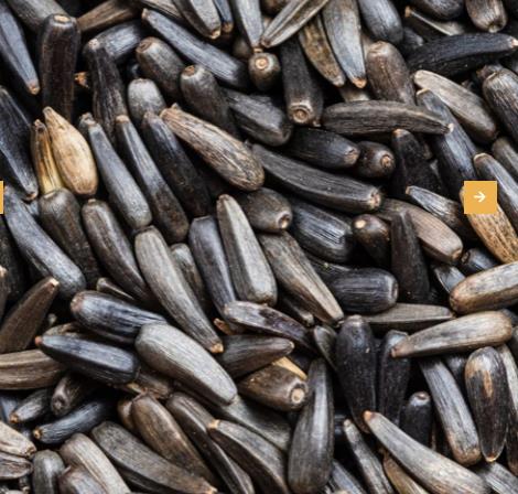 Niger Seed (Noog)